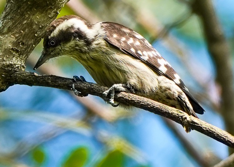 Brown-capped Pygmy Woodpecker - ML628041002