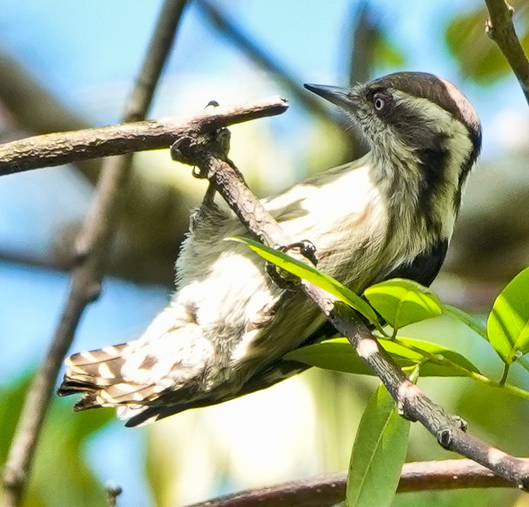 Brown-capped Pygmy Woodpecker - ML628041003