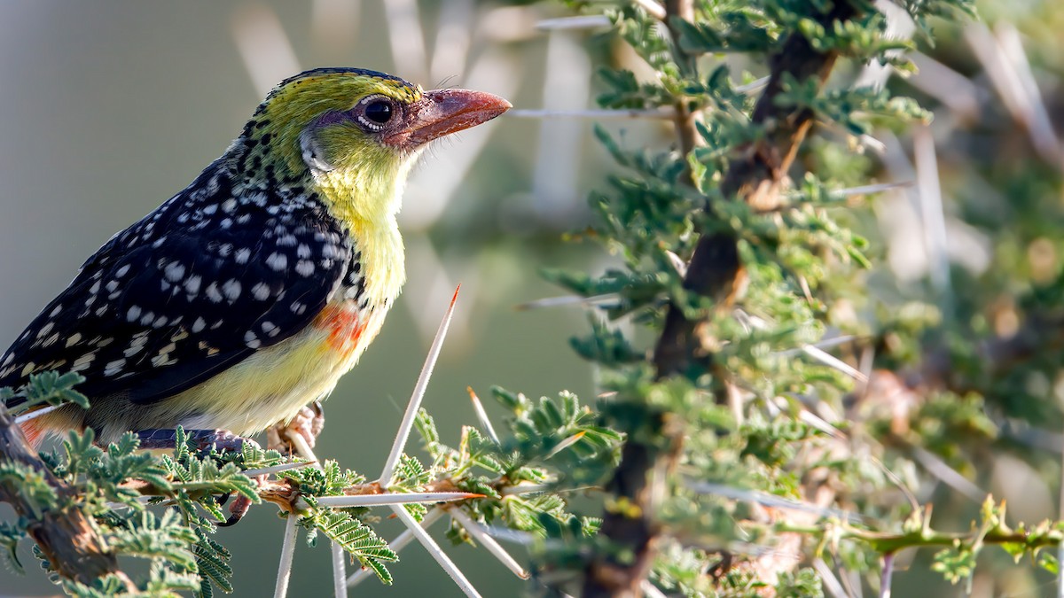 Yellow-breasted Barbet - ML628041007