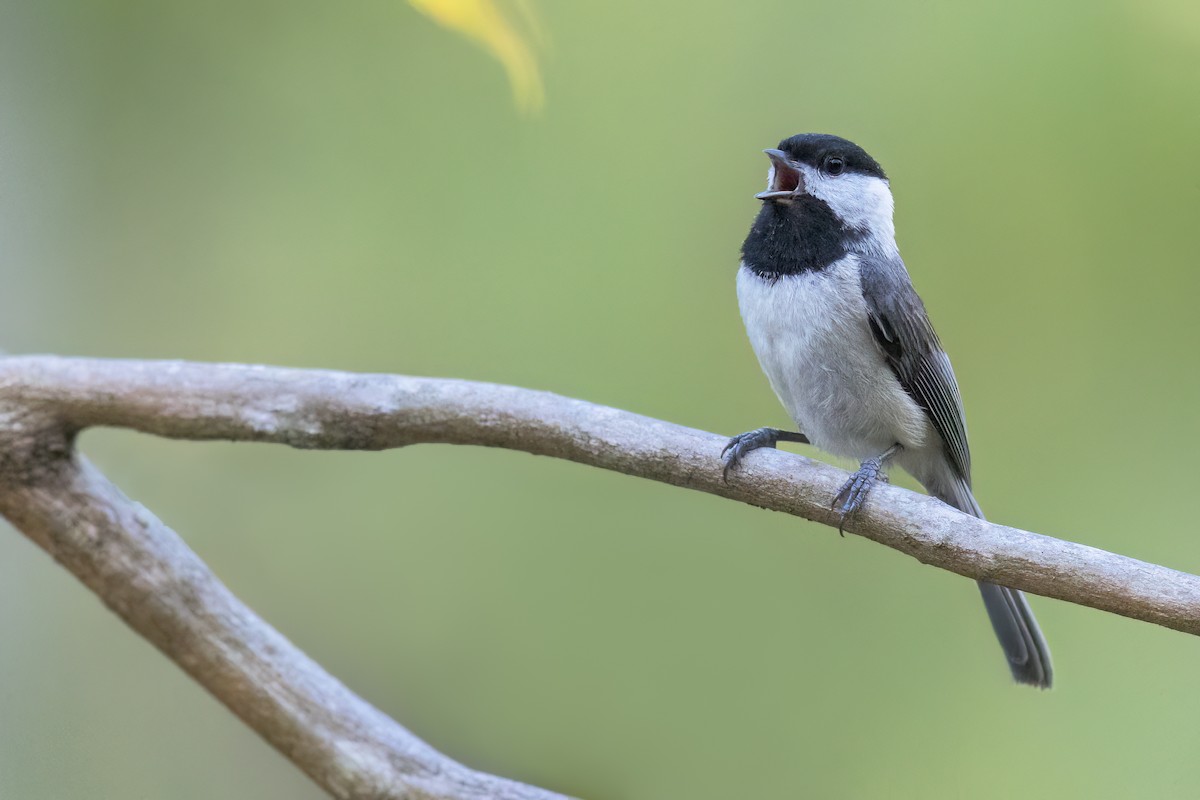 Carolina Chickadee - ML628041011