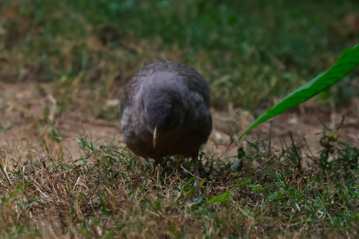 Jungle Babbler - ML628041017