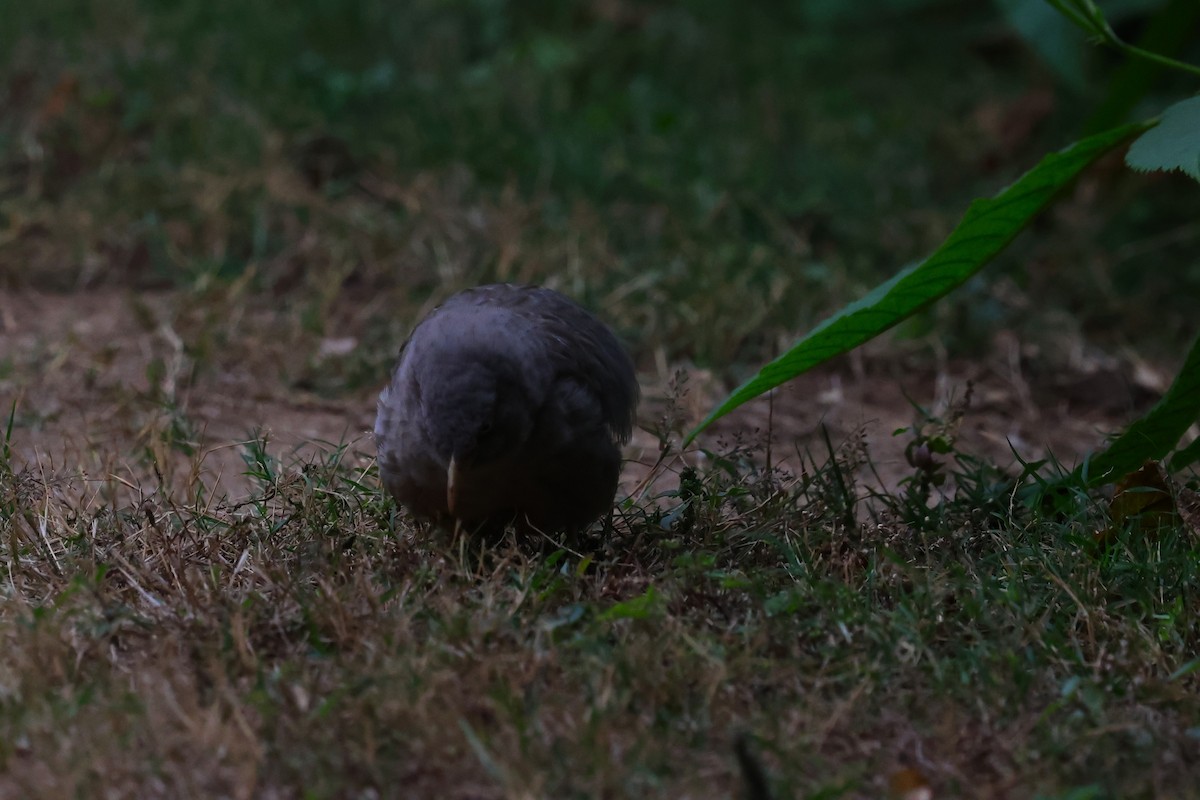 Jungle Babbler - ML628041018