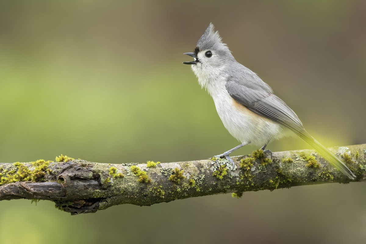 Tufted Titmouse - ML628041076