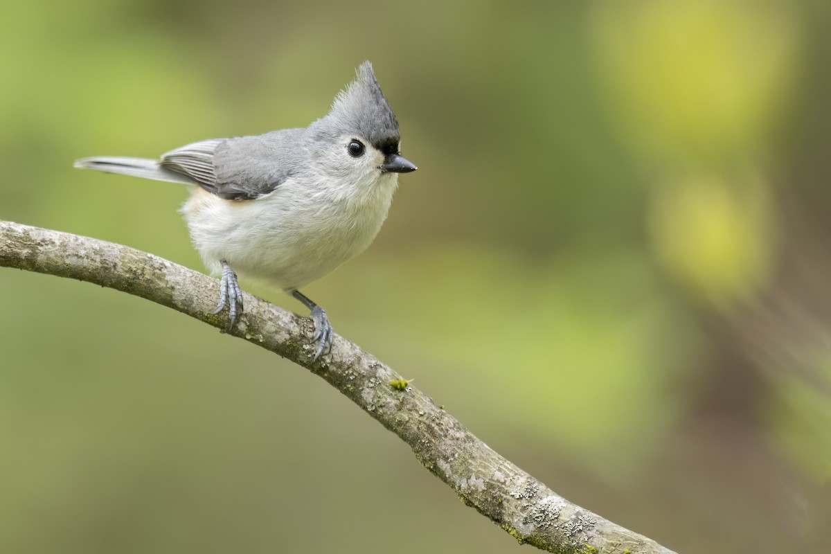 Tufted Titmouse - ML628041117