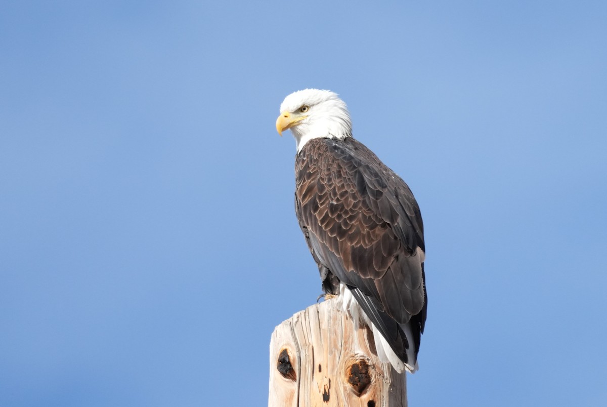 Bald Eagle - ML628041132