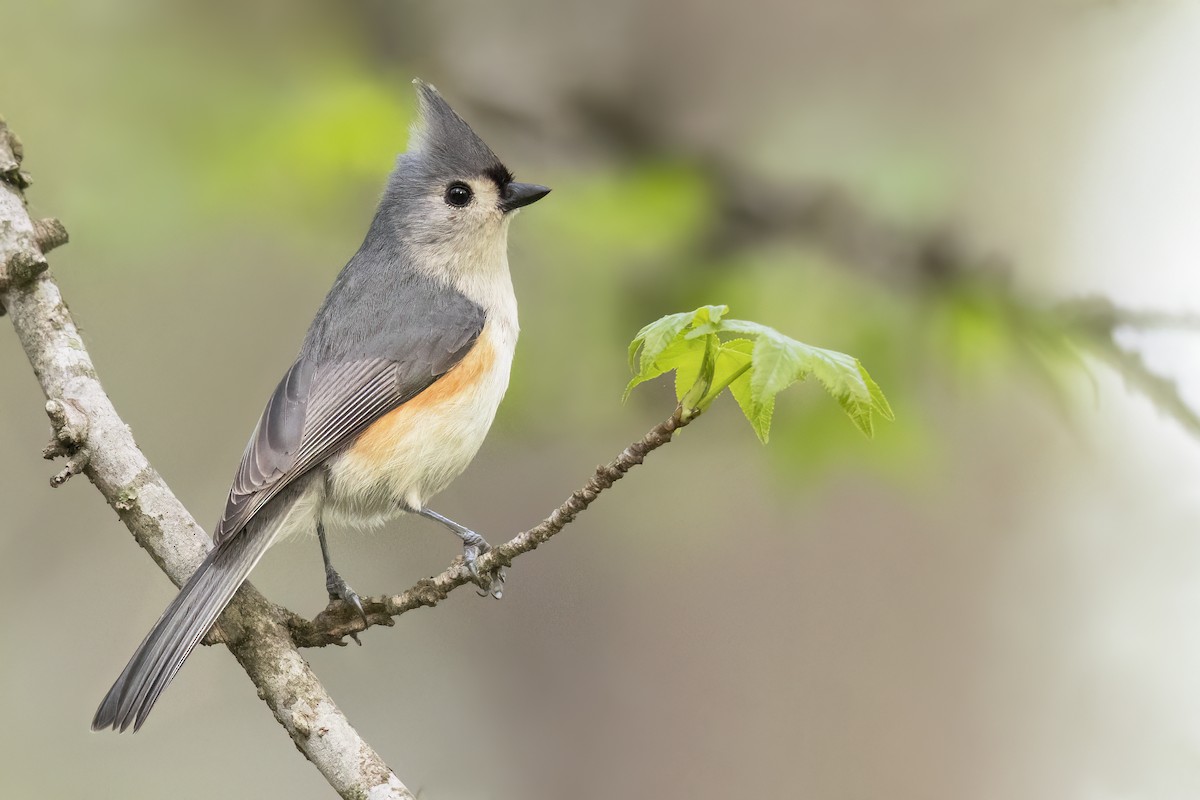 Tufted Titmouse - ML628041152