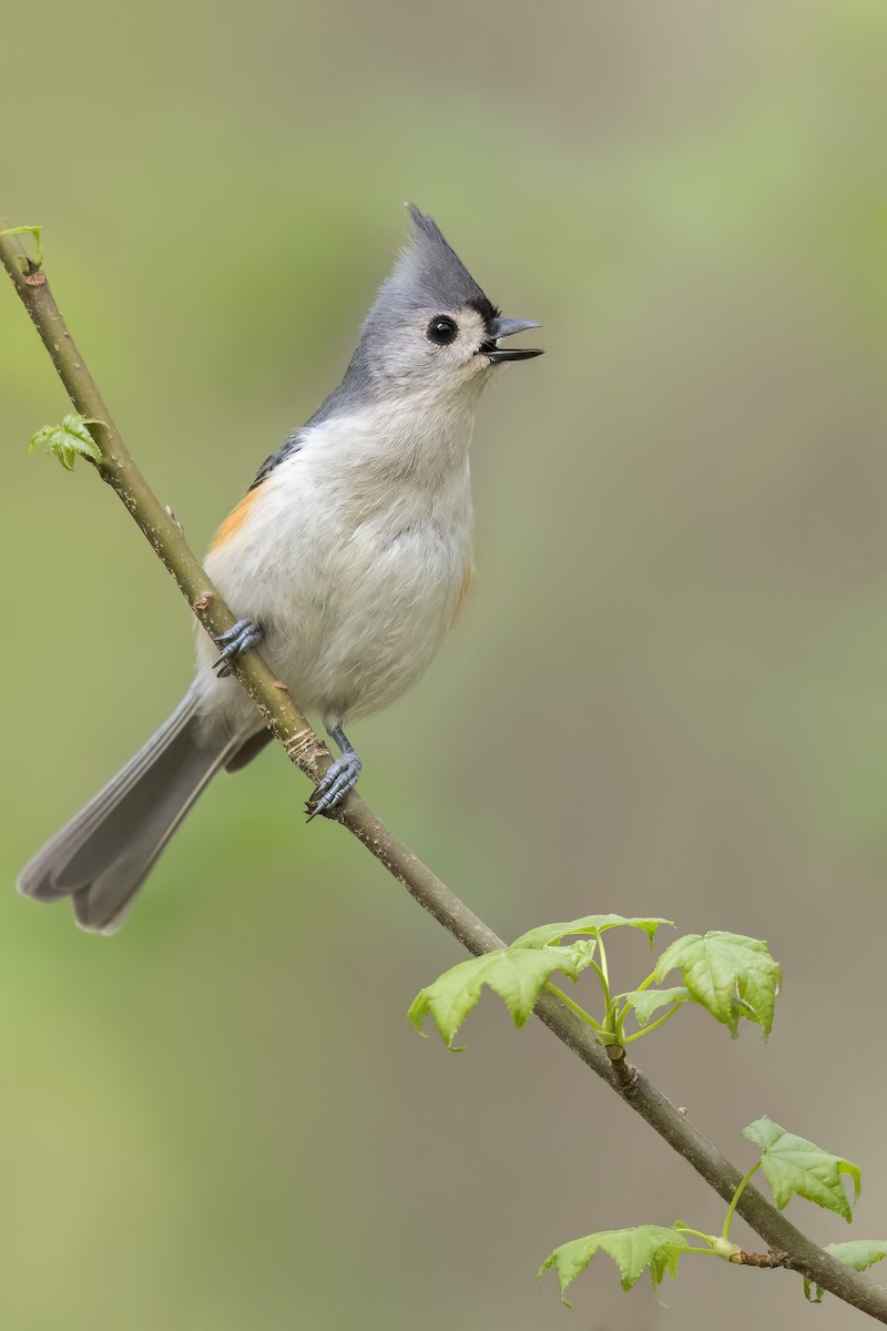 Tufted Titmouse - ML628041163