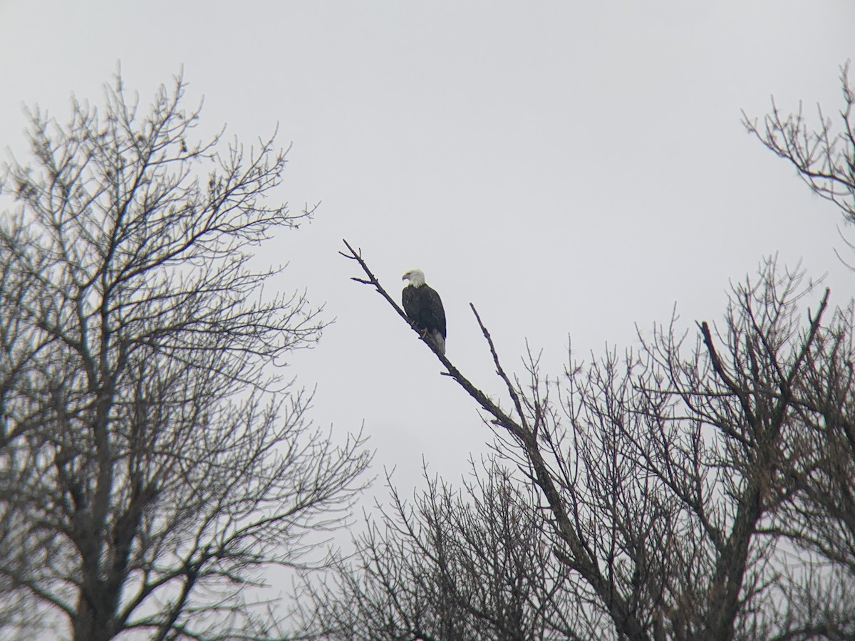 Bald Eagle - ML628041191