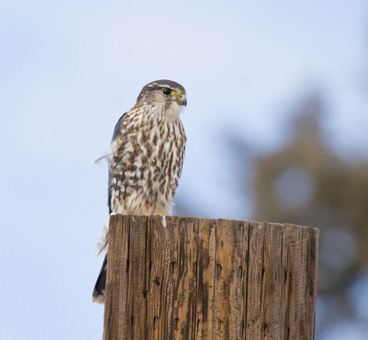 Дербник (columbarius) - ML628041200