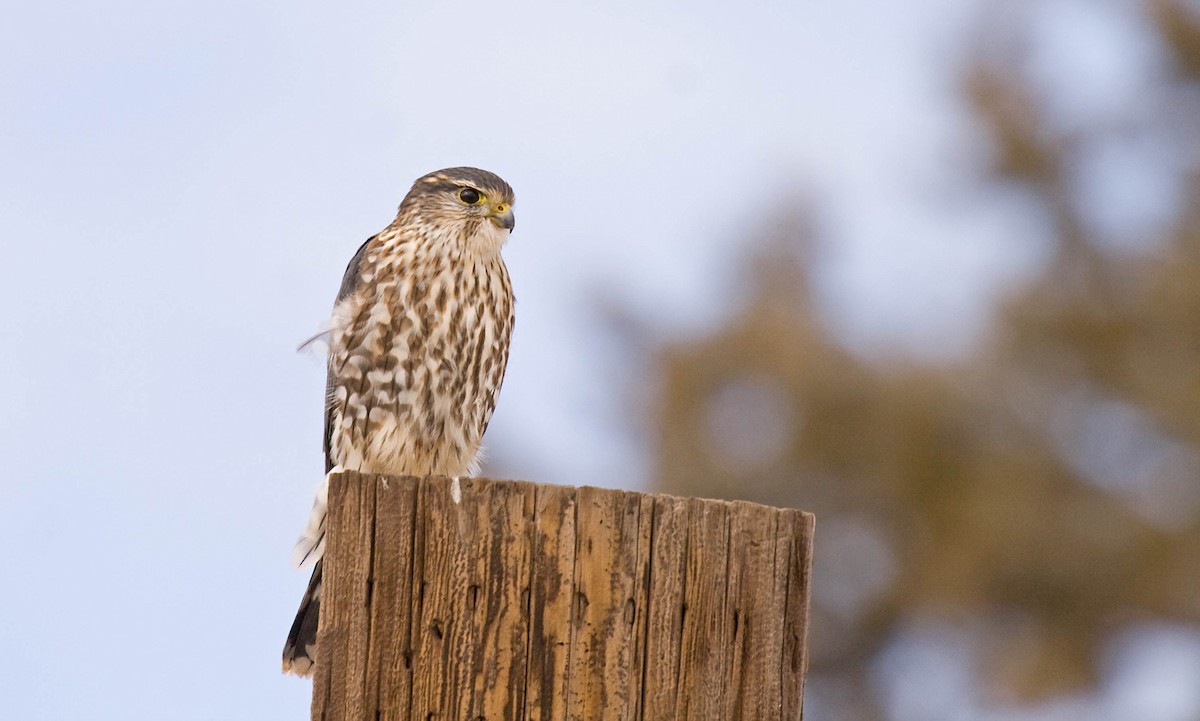 Дербник (columbarius) - ML628041204