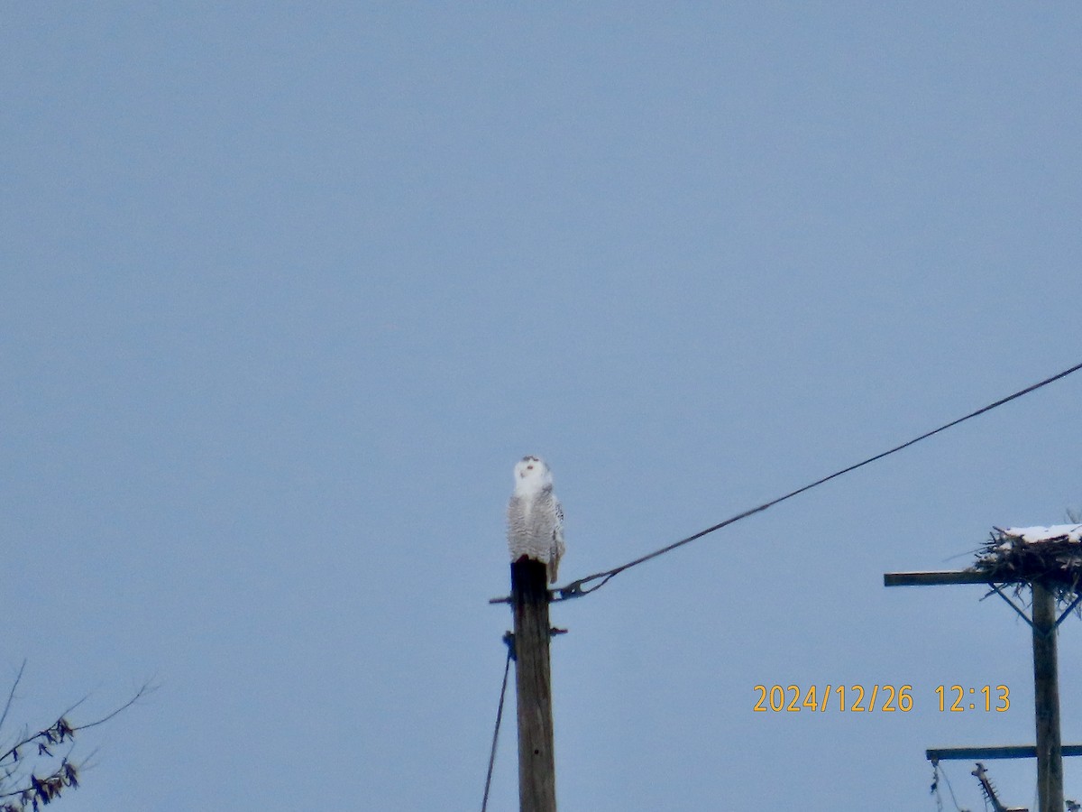 Snowy Owl - ML628041259