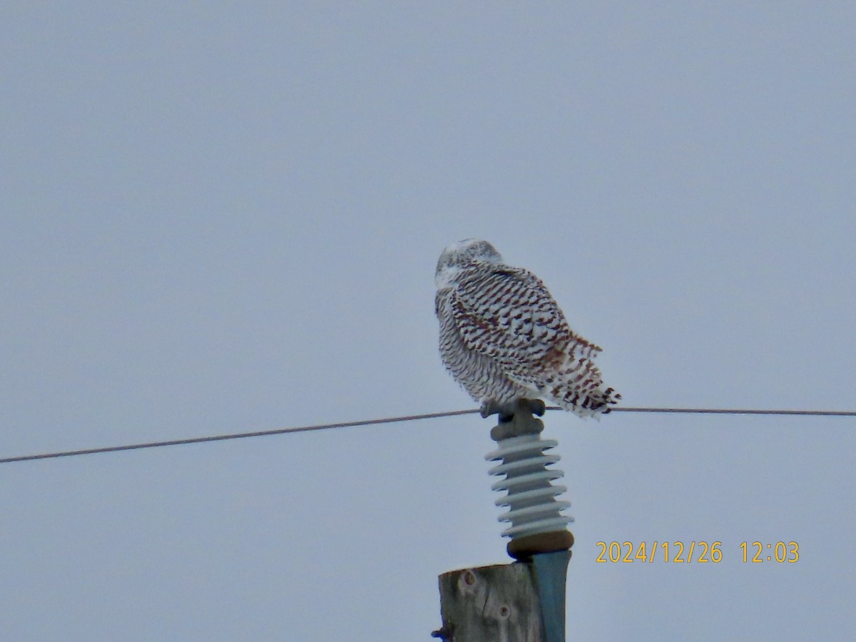 Snowy Owl - ML628041260