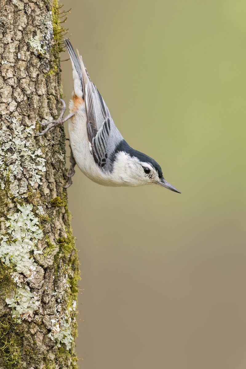 White-breasted Nuthatch - ML628041280