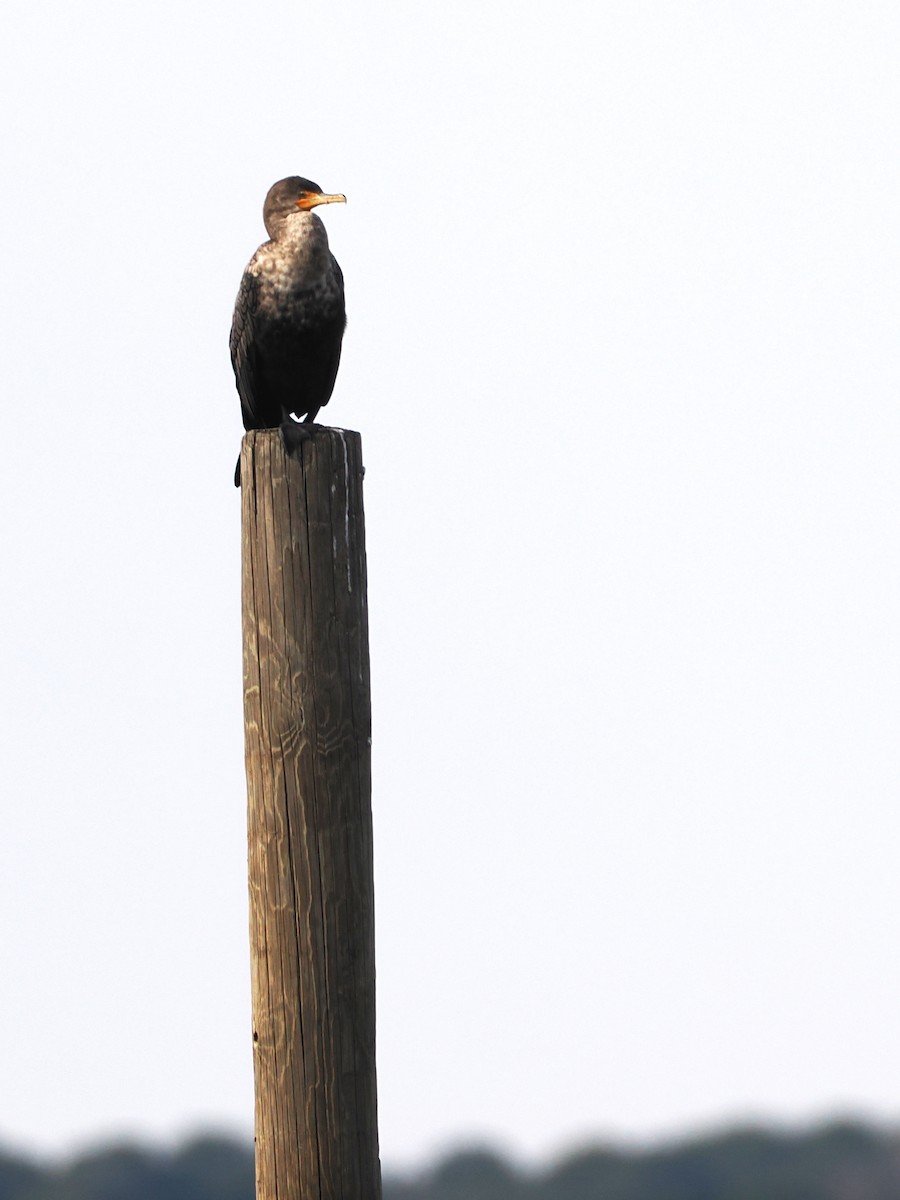 Double-crested Cormorant - ML628041309