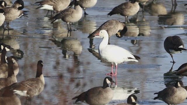 Snow Goose - ML628041322