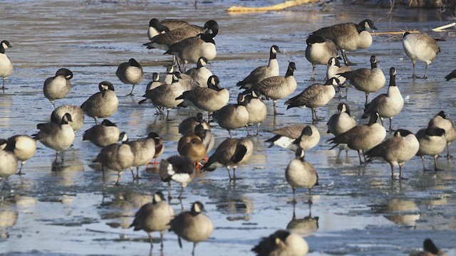 Canada Goose - ML628041339