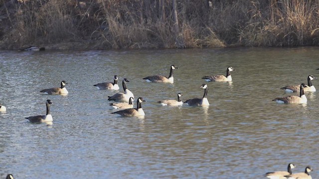 Canada Goose - ML628041340