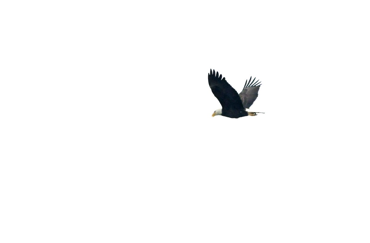 Bald Eagle - ML628041367