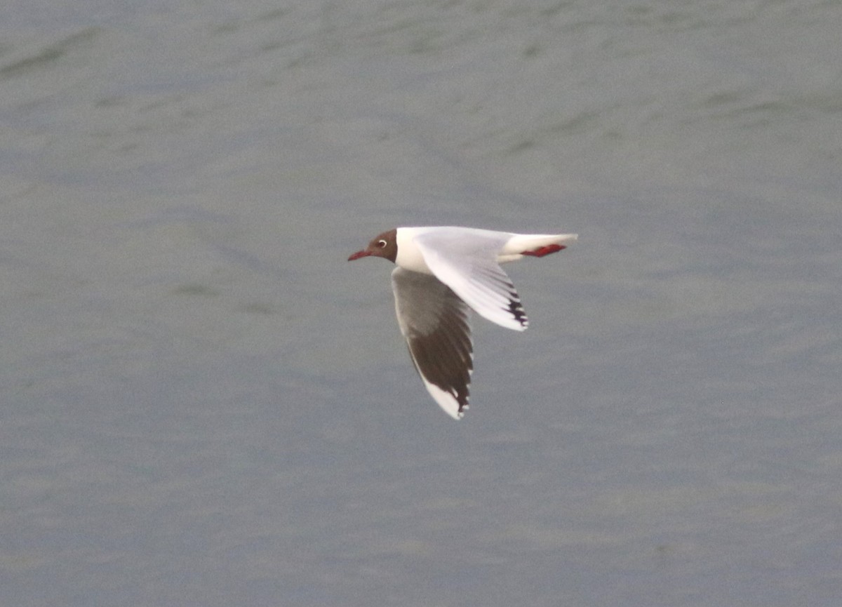 Mouette de Patagonie - ML628041415