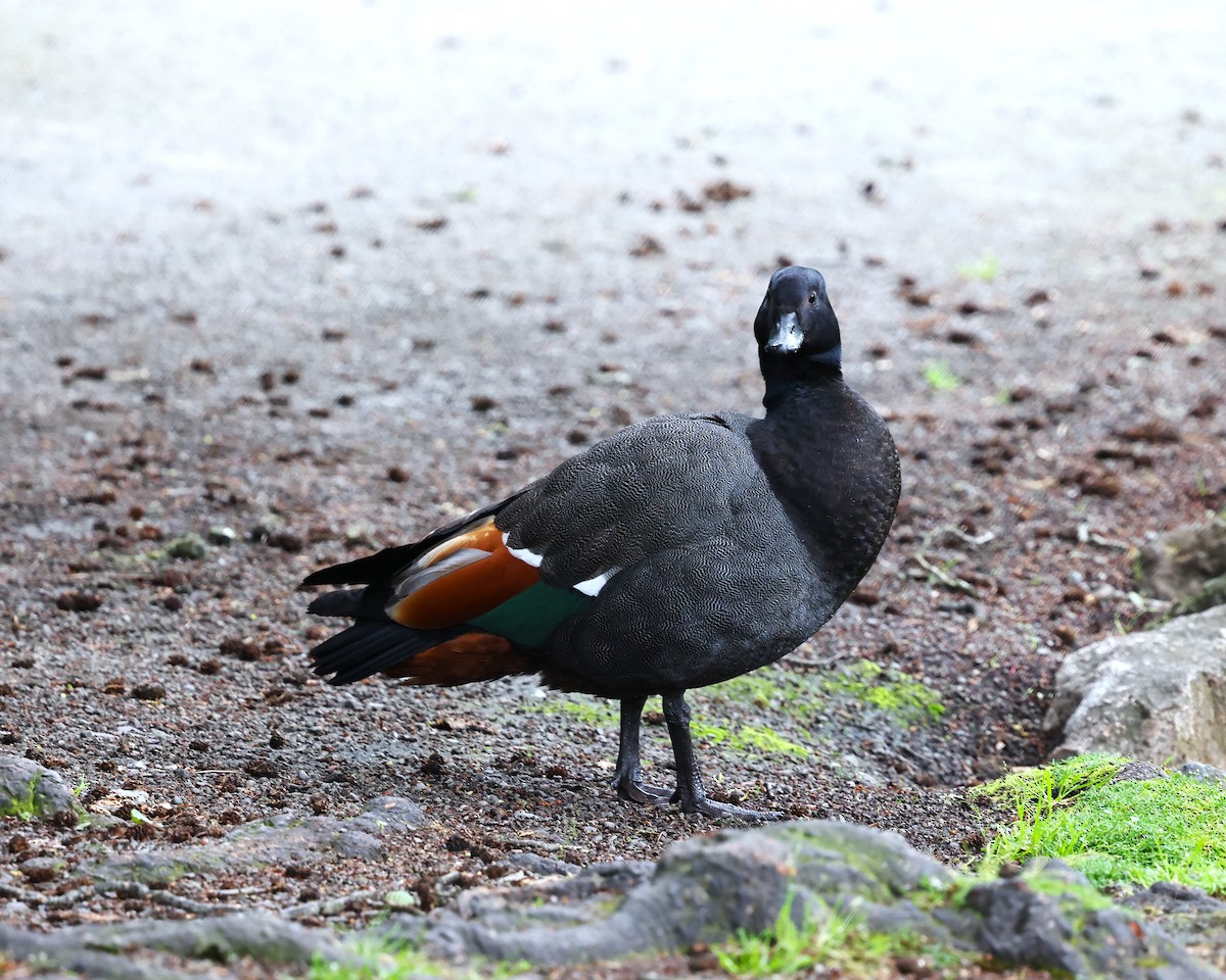 Paradise Shelduck - ML628041424