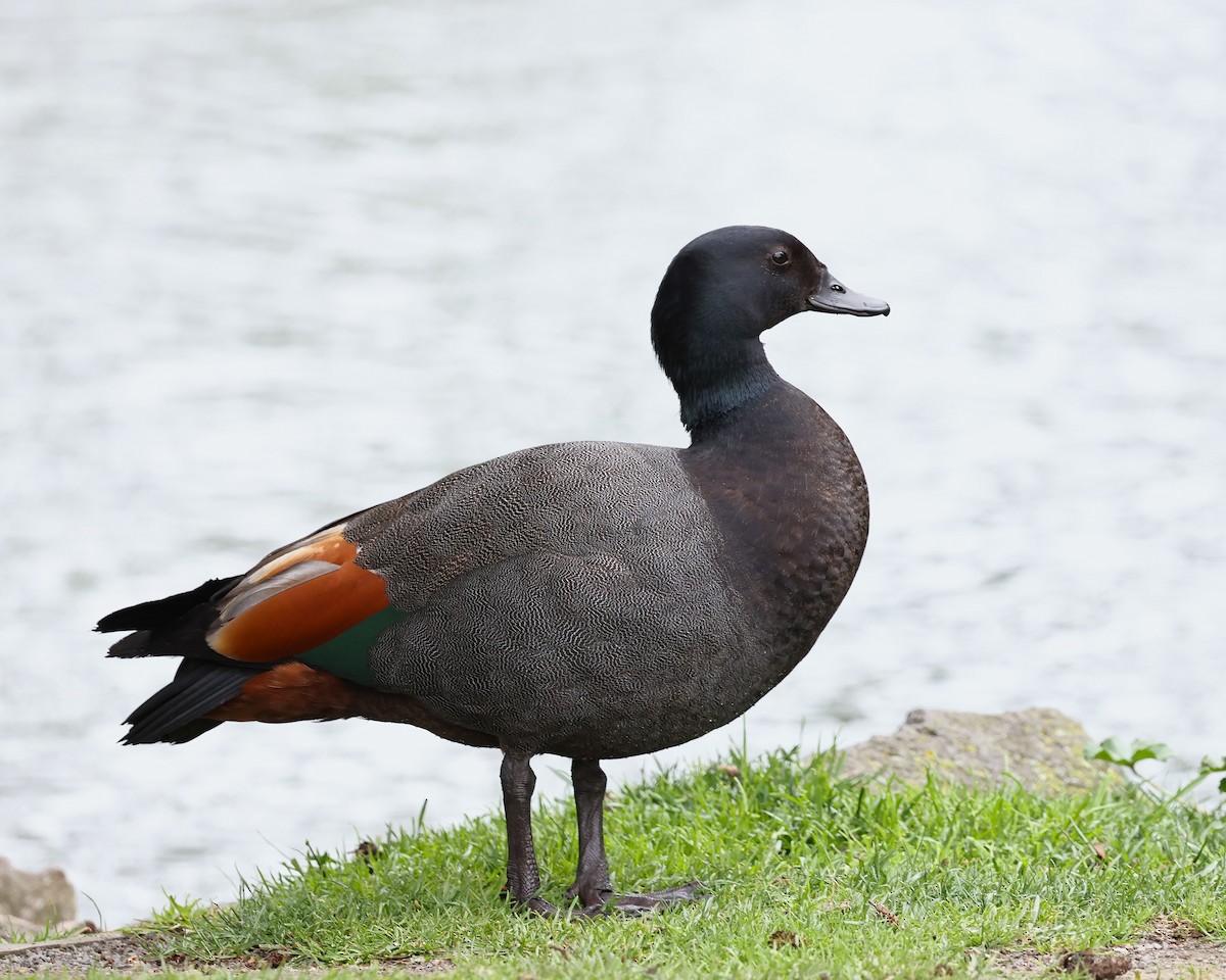 Paradise Shelduck - ML628041425