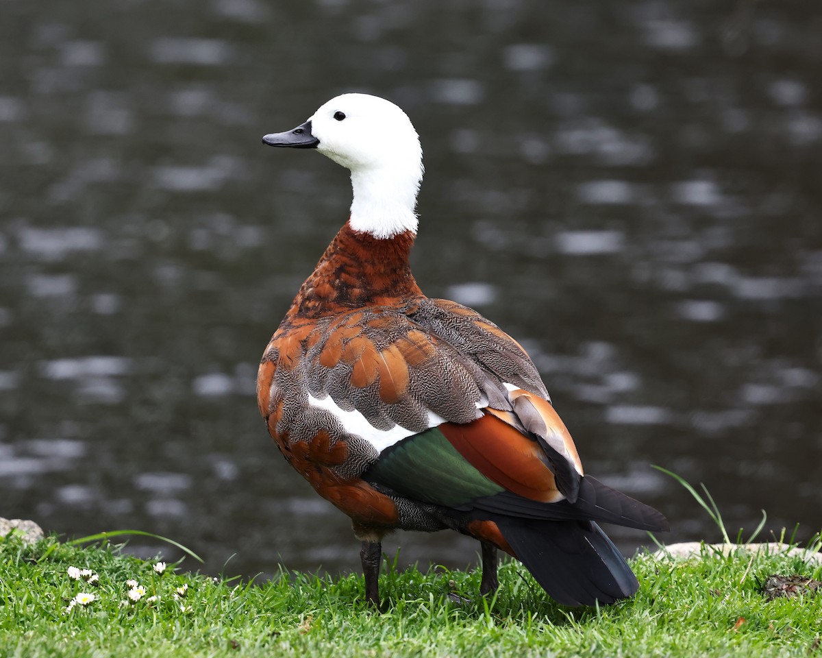 Paradise Shelduck - ML628041426