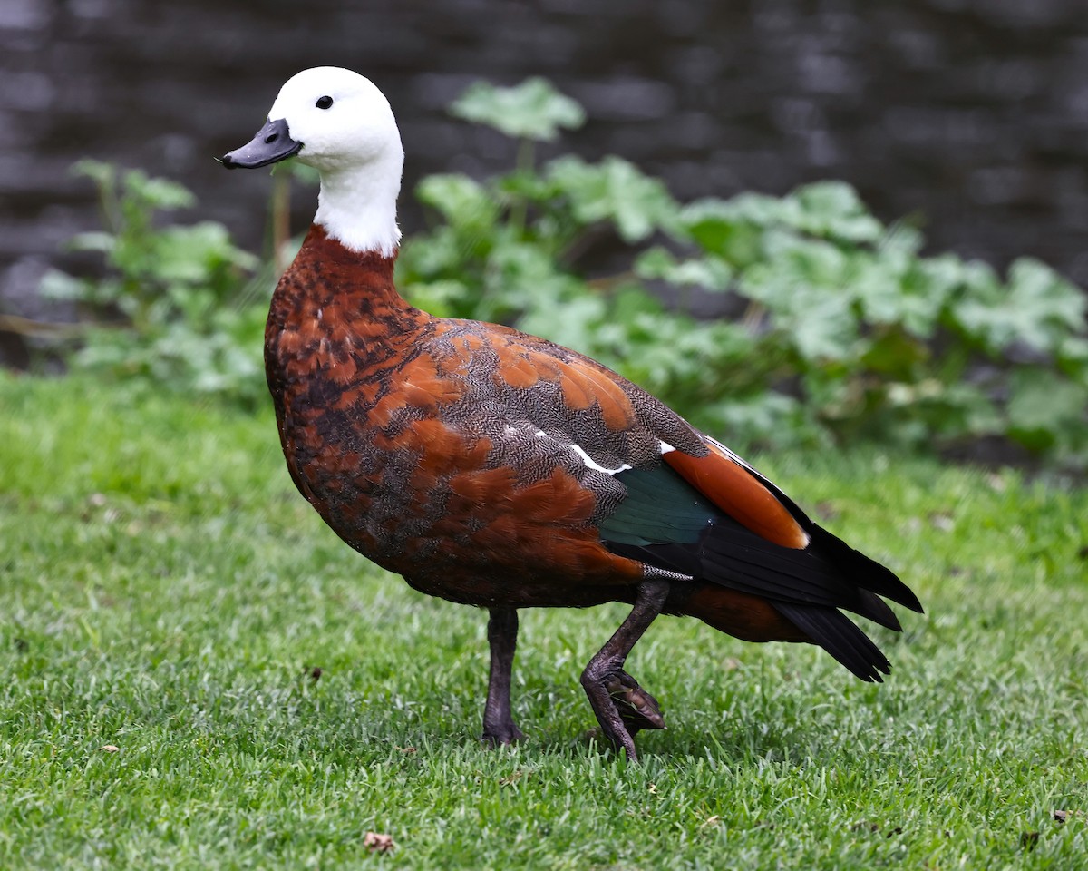 Paradise Shelduck - ML628041427