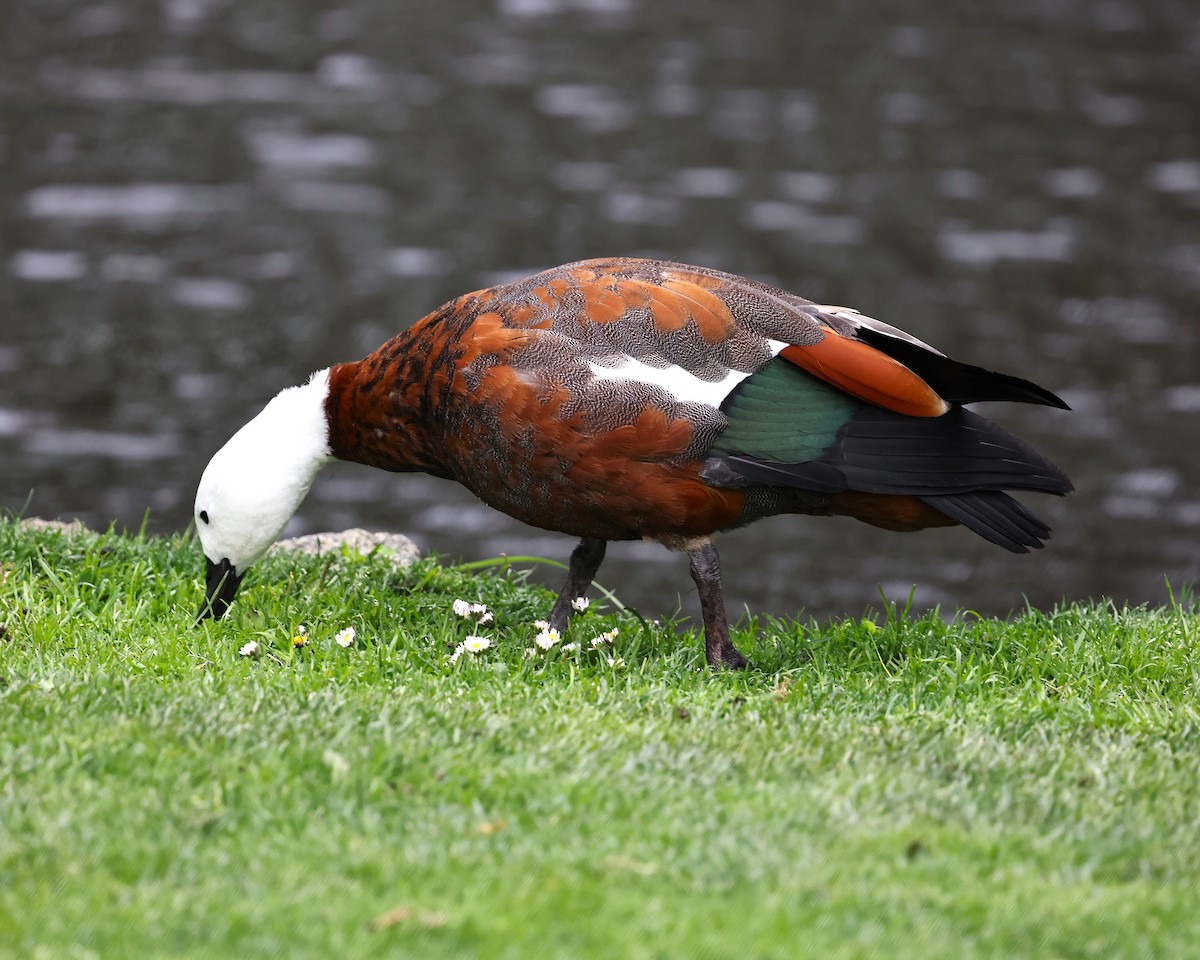 Paradise Shelduck - ML628041428