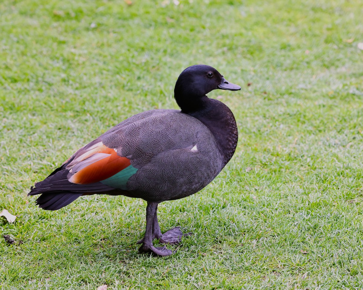 Paradise Shelduck - ML628041429