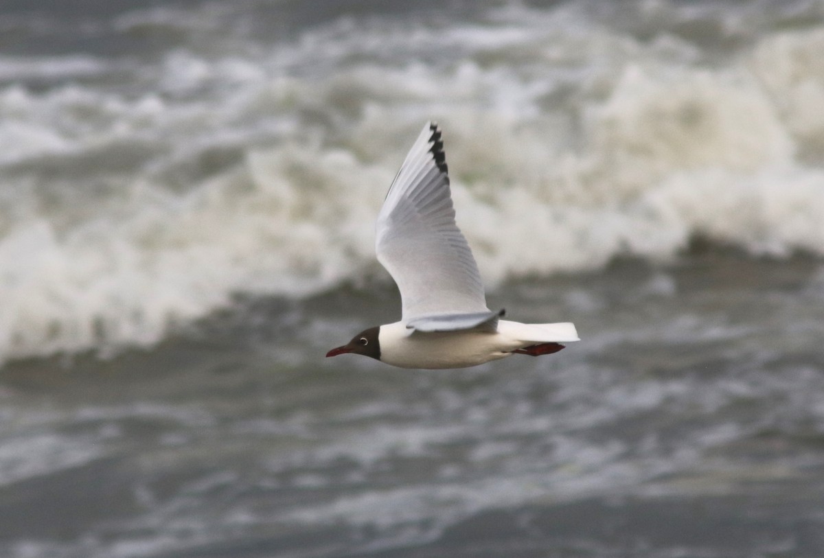 Mouette de Patagonie - ML628041430