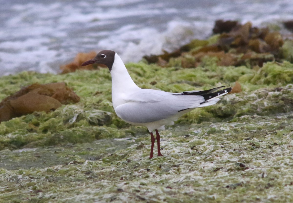 Mouette de Patagonie - ML628041439