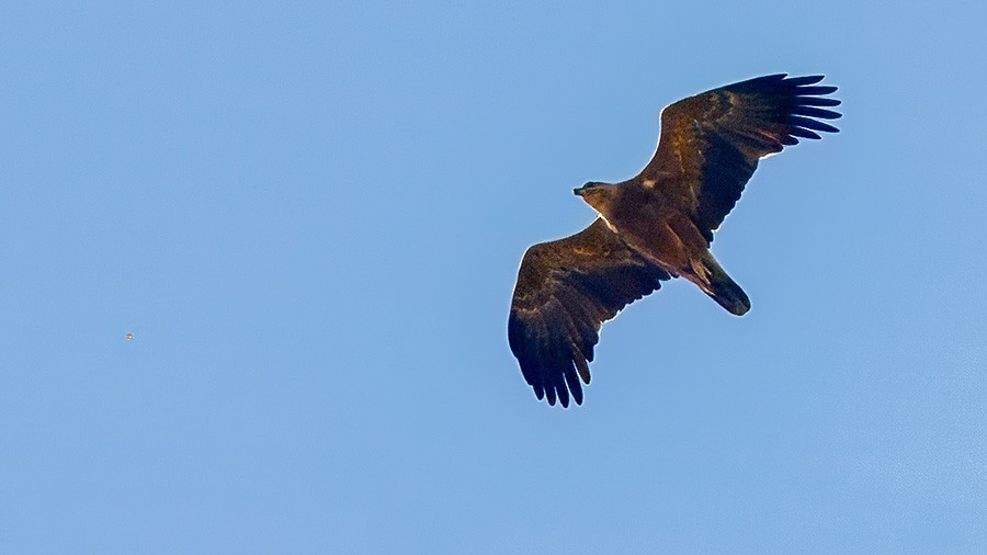 Lesser Spotted Eagle - ML628041440