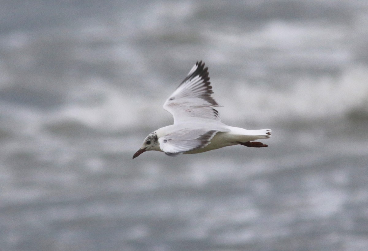 Mouette de Patagonie - ML628041449