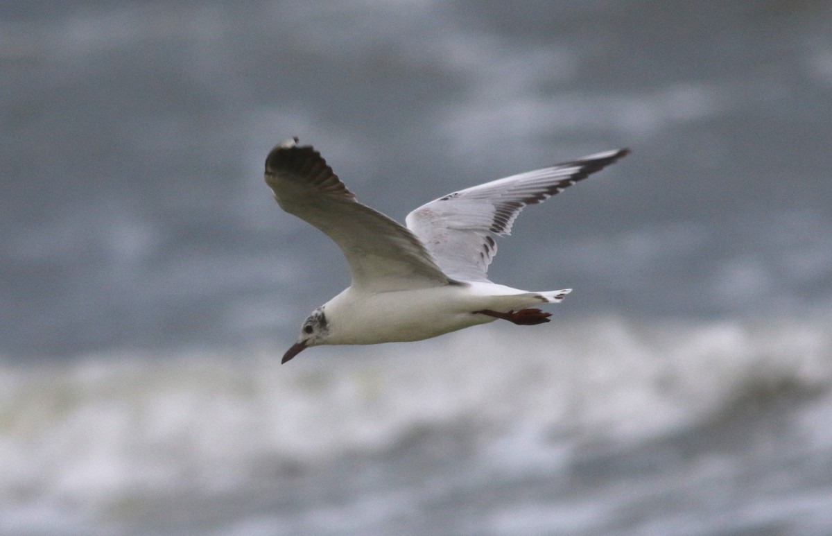 Mouette de Patagonie - ML628041453