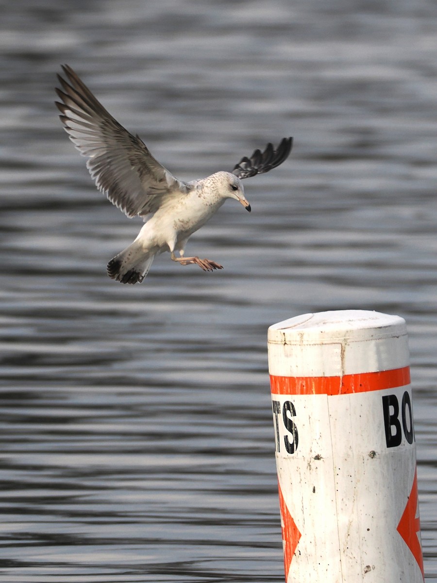 Ring-billed Gull - ML628041469