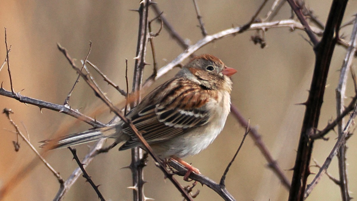 Field Sparrow - ML628041511