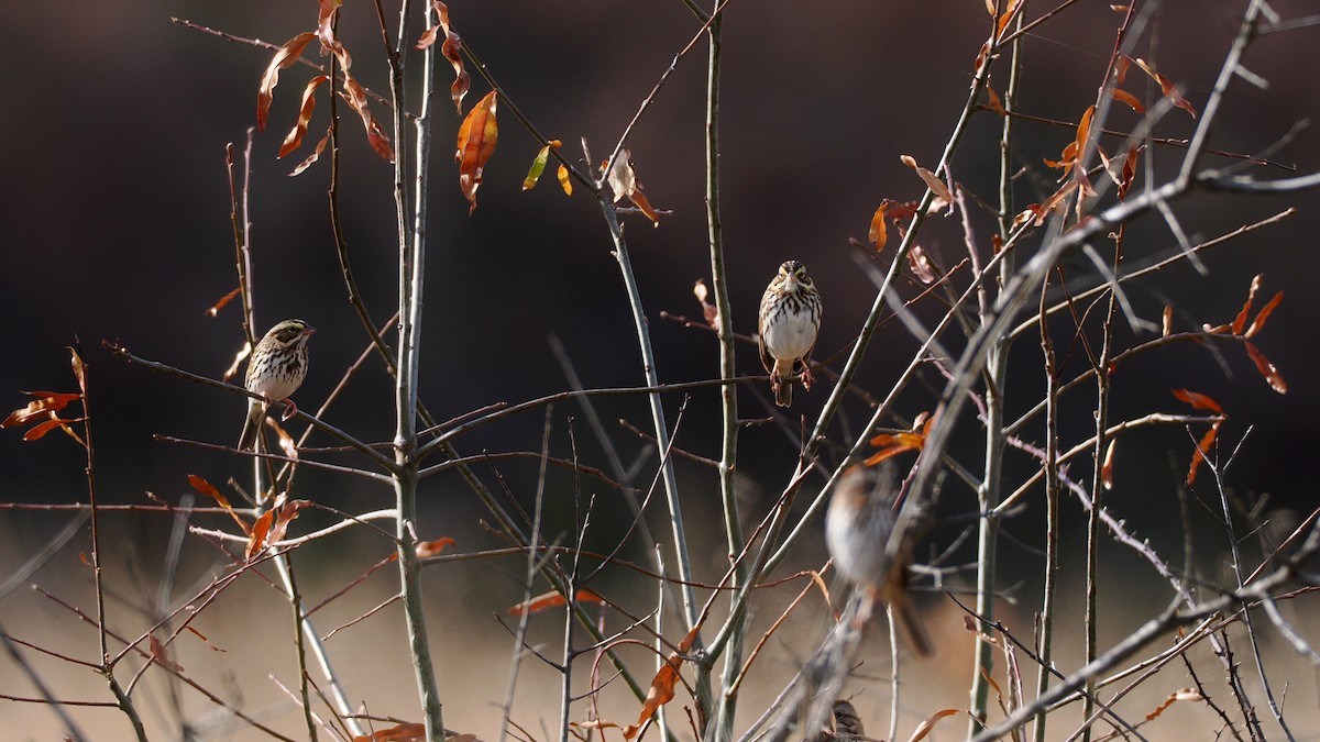 Savannah Sparrow - ML628041526