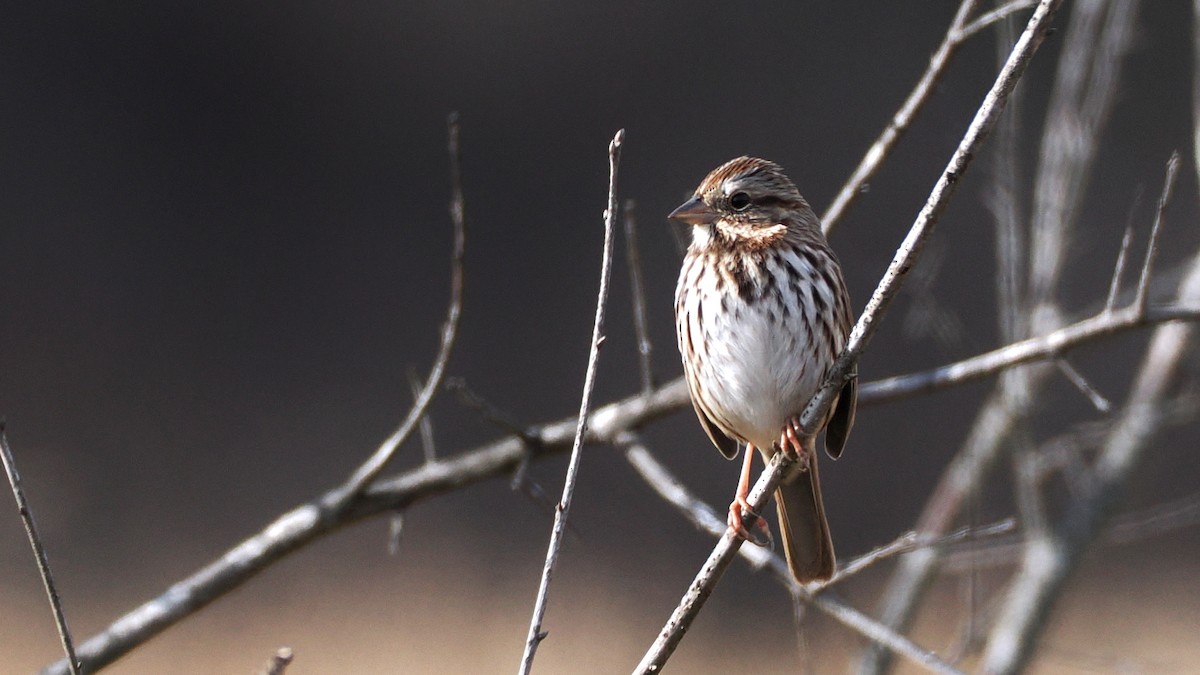Song Sparrow - ML628041532