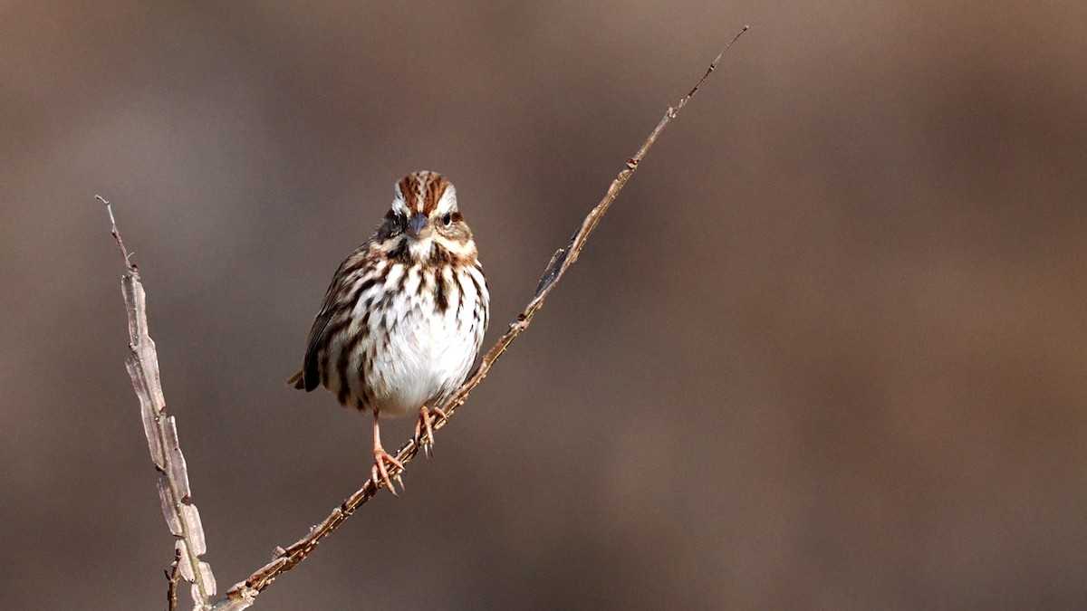 Song Sparrow - ML628041533