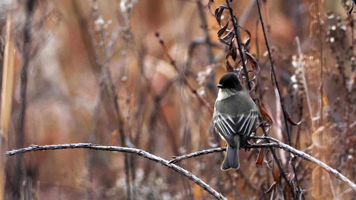 Eastern Phoebe - ML628041540