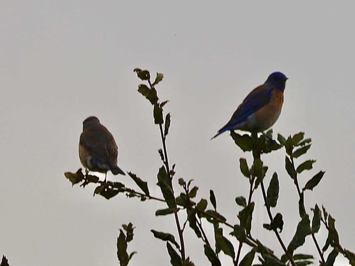 Western Bluebird - ML628041542