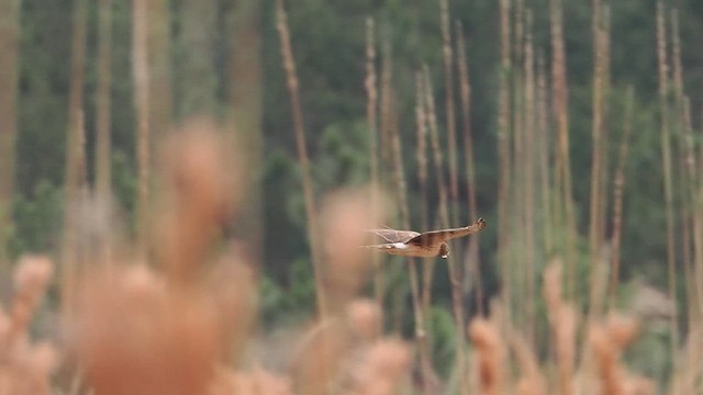 Northern Harrier - ML628041545