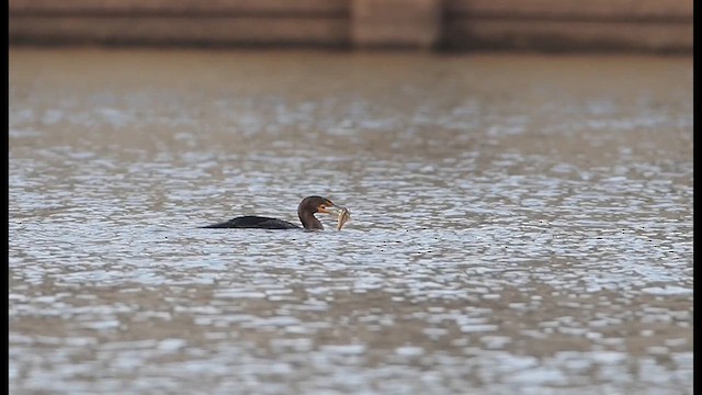 Double-crested Cormorant - ML628041561