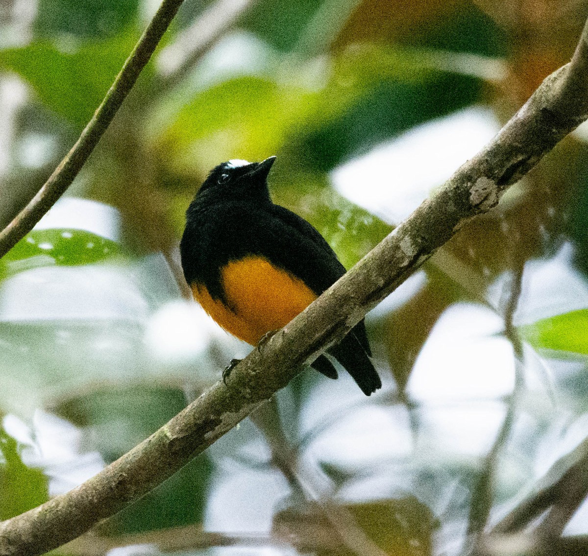 Orange-bellied Manakin - ML628041565