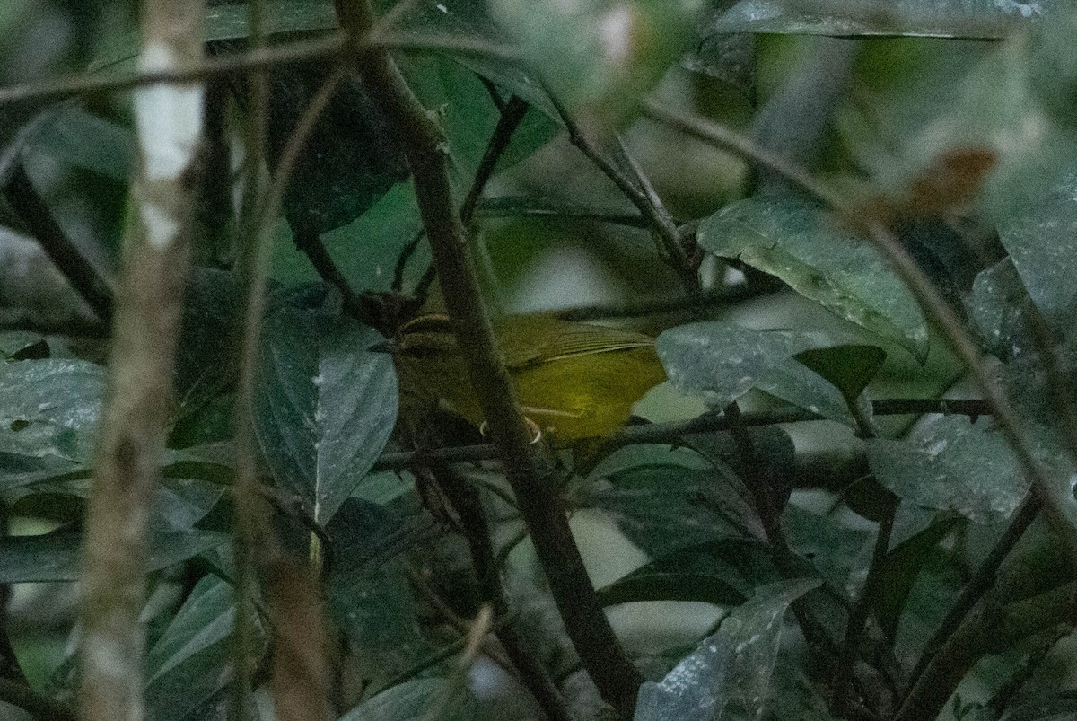 Two-banded Warbler (Roraiman) - ML628041570