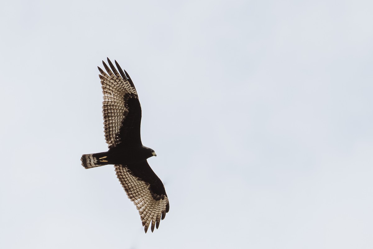 Zone-tailed Hawk - ML628041591