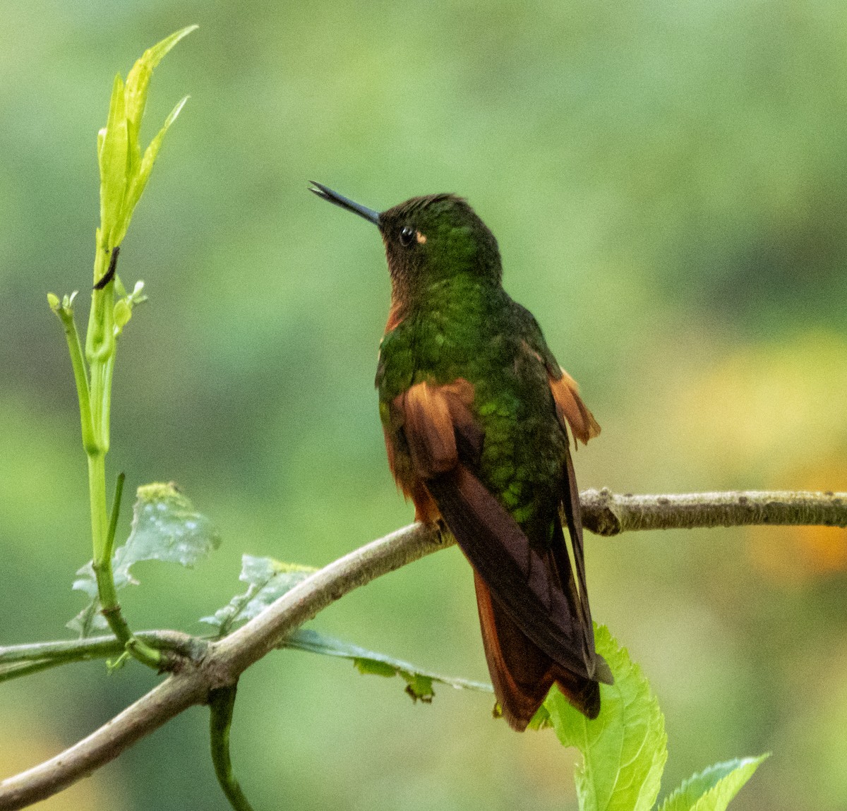 Buff-tailed Coronet - ML628041639