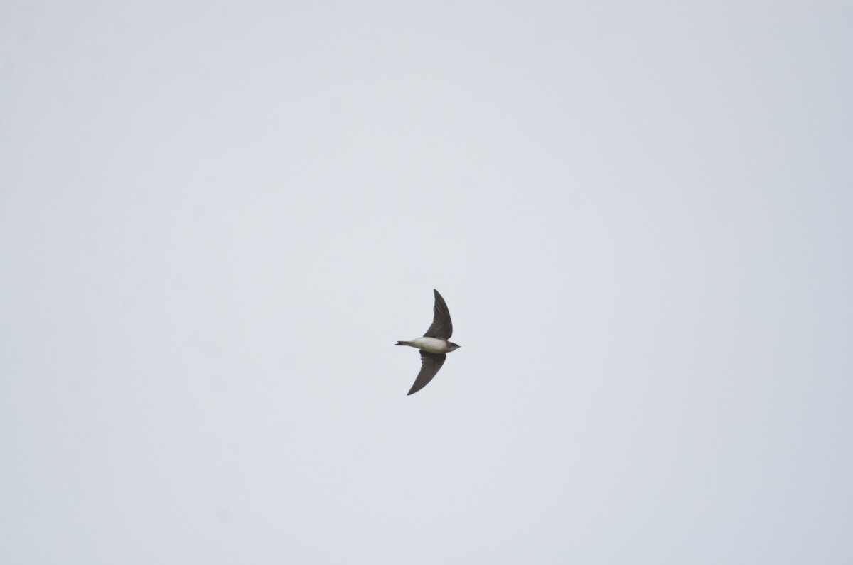 Tree Swallow - ML628041692