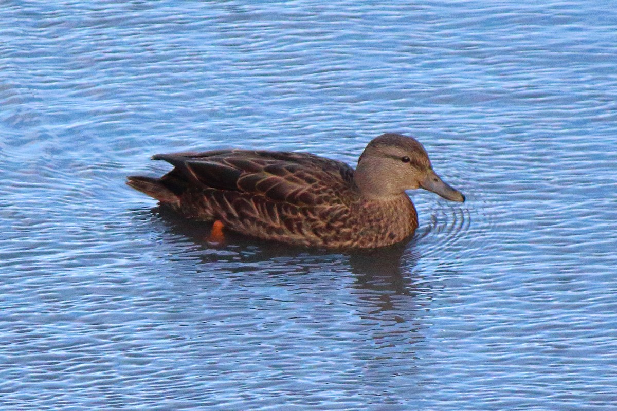 rødfotand - ML628041725