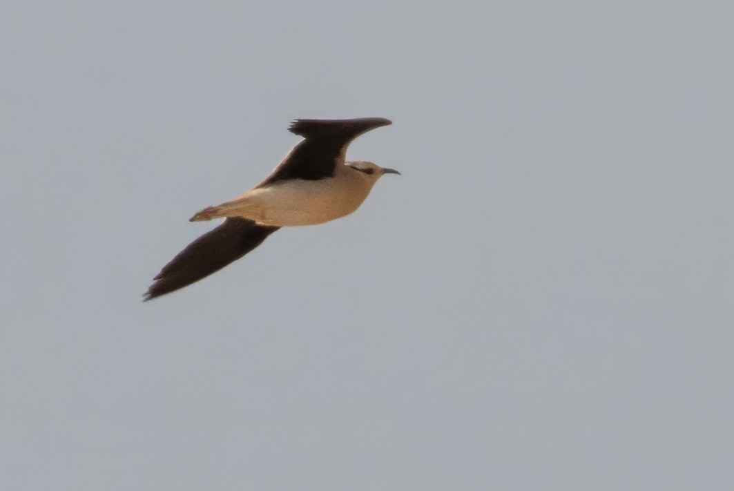 Cream-colored Courser - ML628041771